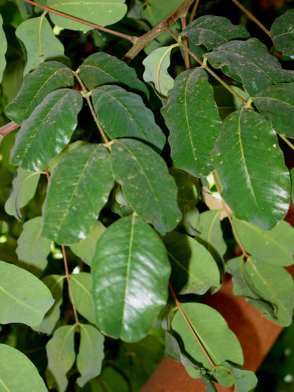 Leaves of the carob tree in the Botanical garden of Amsterdam