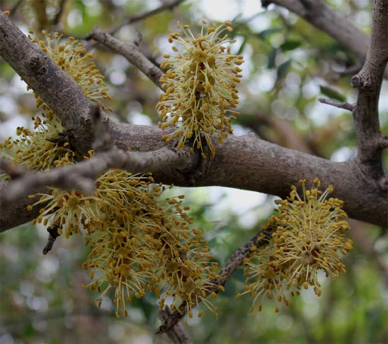 Inflorescens of the carob tree