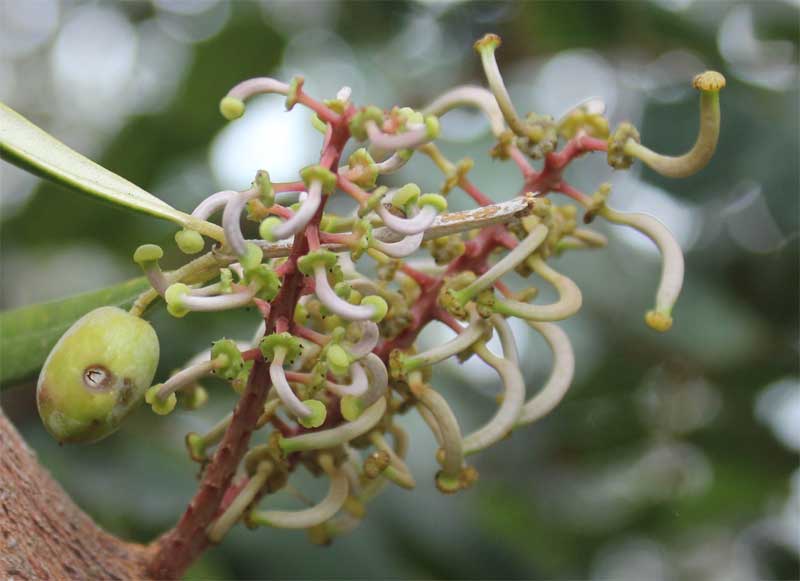 old flowers and developing fruits of the carob tree