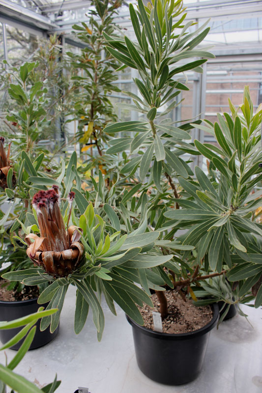 Plant Protea cynaroides 3