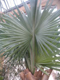 Blad van de Bismarck palm