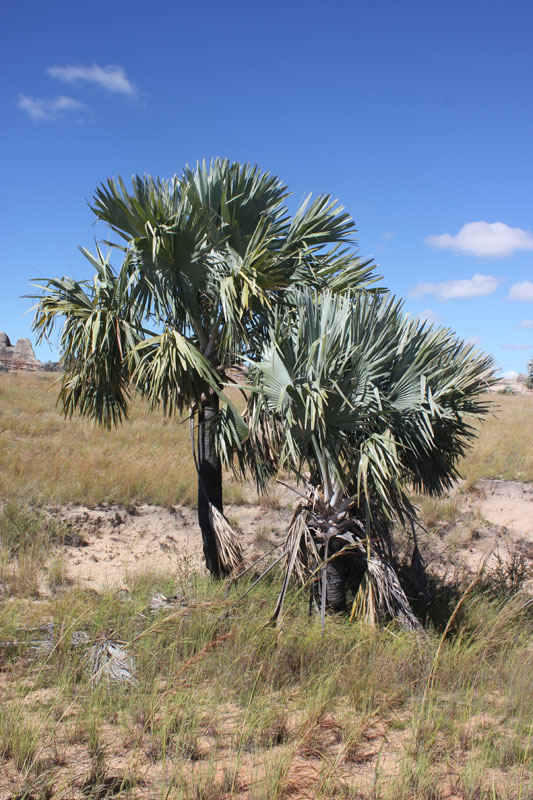 Picture 7 of the Bismarck palm