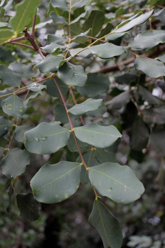 Leaves of a catrob tree in south Italy