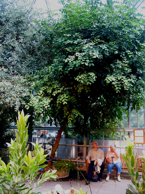 Picture of the carob tree in the greenhouse of the Botanical Garden of Amsterdam