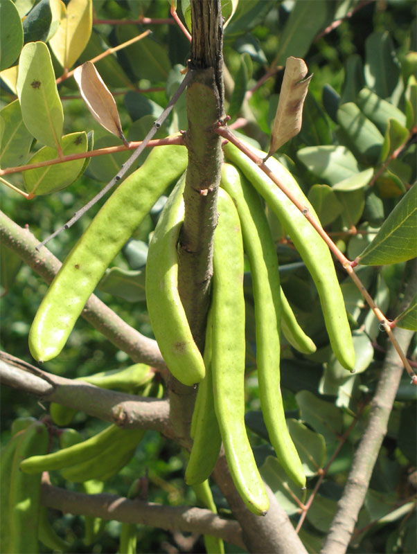 Fruits of the carob tree