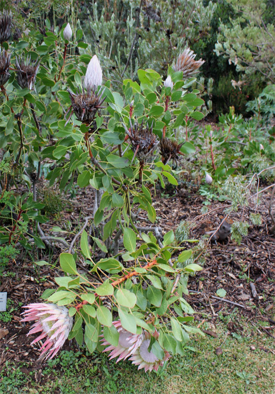 Plant Protea cynaroides 1