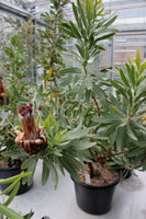 Protea cynaroides plant 3