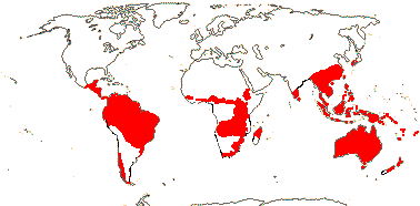 De verspreiding van Proteaceae over de wereld