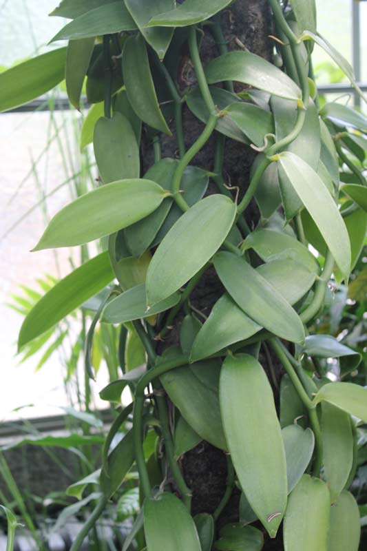 Vanilla planifolia in a greenhouse in the Botanical Garden of Geneve